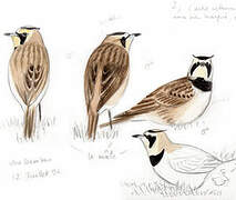 Horned Lark