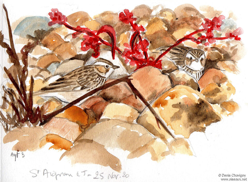 Woodlark