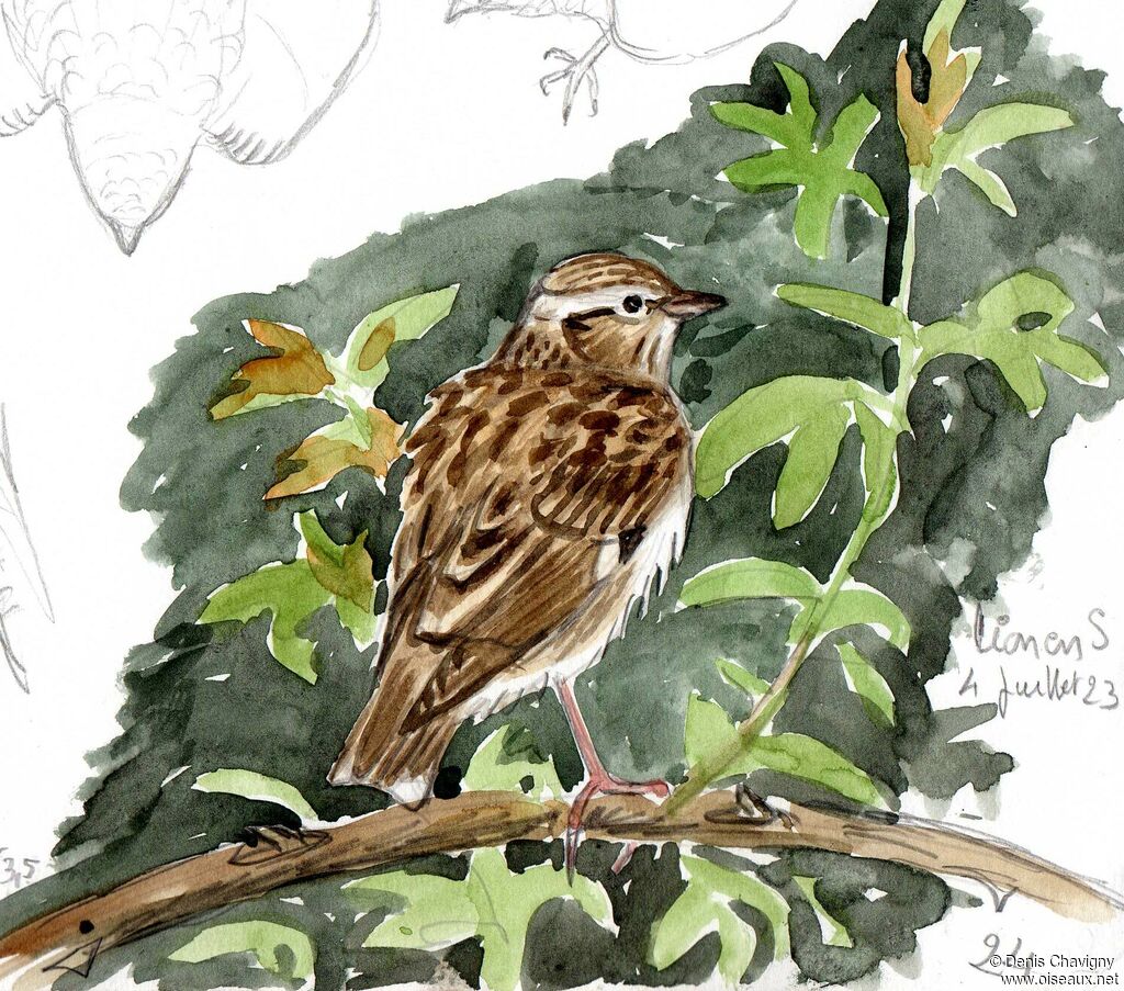 Woodlark