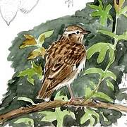 Woodlark