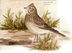 Mediterranean Short-toed Lark