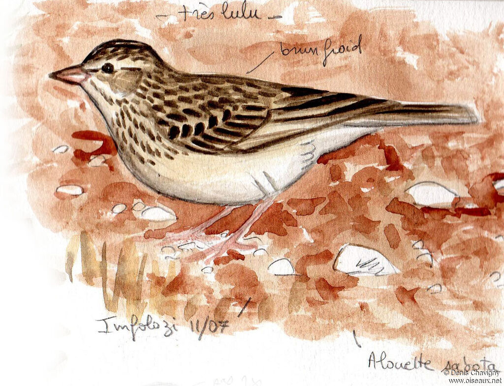 Sabota Lark