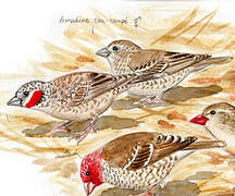 Cut-throat Finch