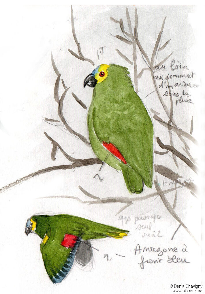 Turquoise-fronted Amazon