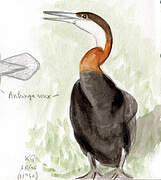 African Darter