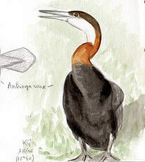 Anhinga d'Afrique