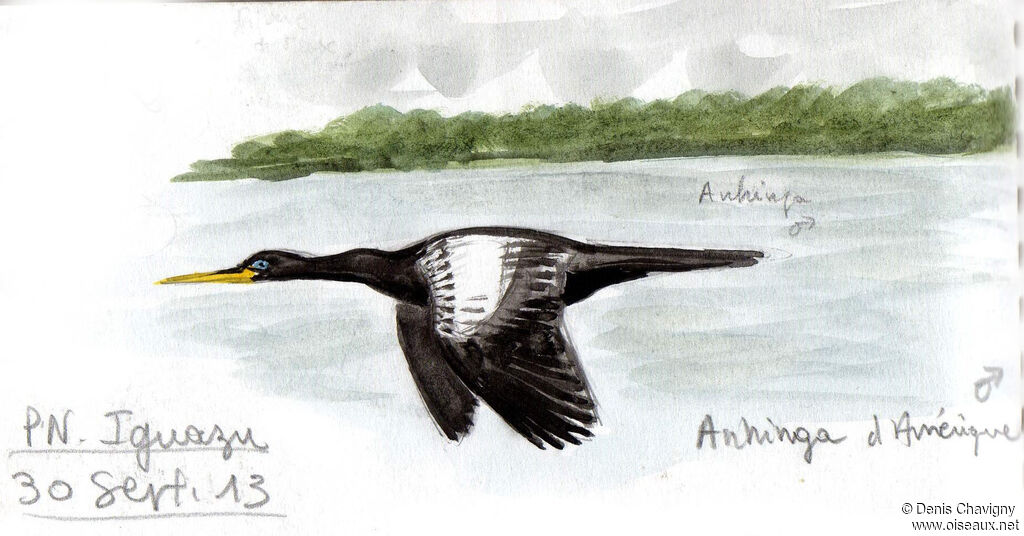 Anhinga d'Amérique mâle, Vol