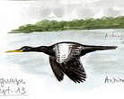 Anhinga d'Amérique