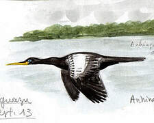 Anhinga d'Amérique