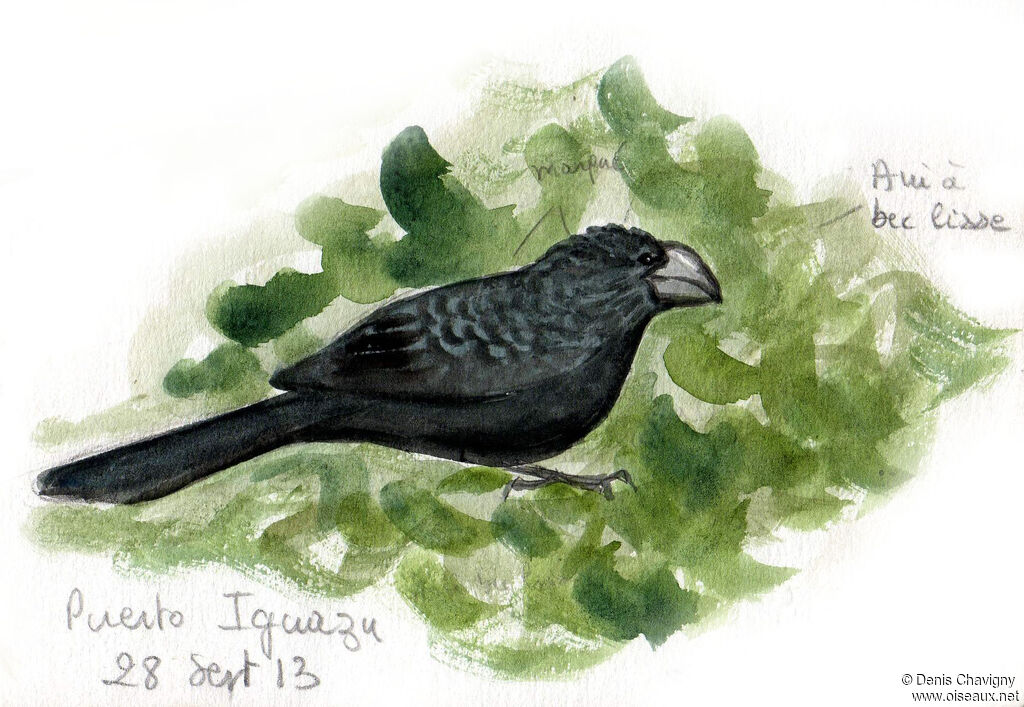 Smooth-billed Ani, identification