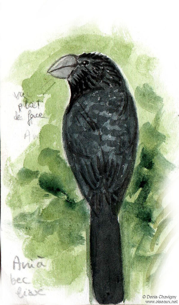 Smooth-billed Ani