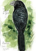 Smooth-billed Ani