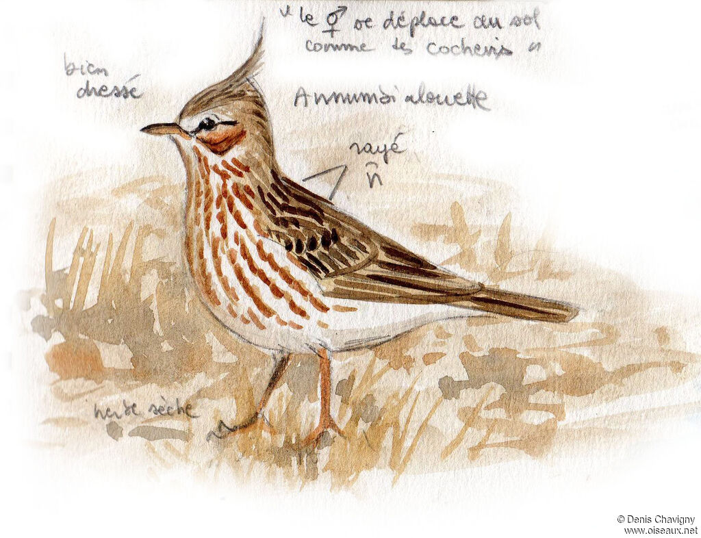 Lark-like Brushrunner