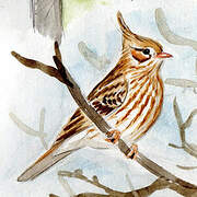 Lark-like Brushrunner