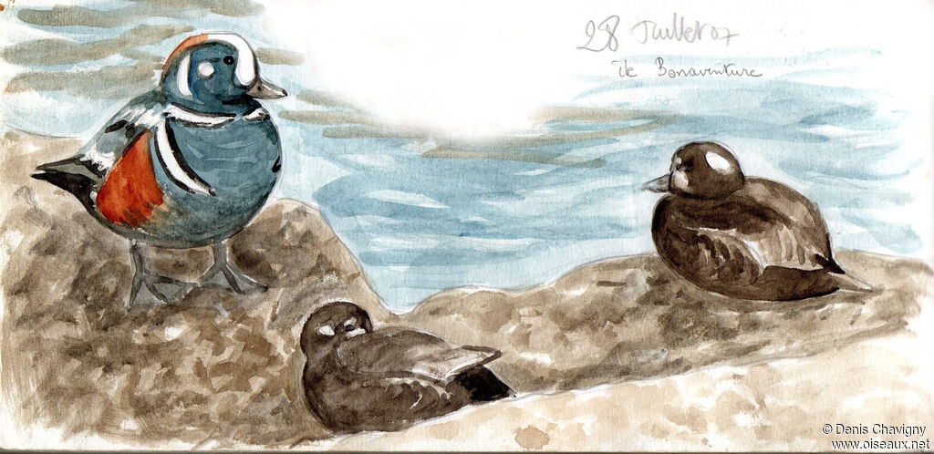 Harlequin Duck, habitat