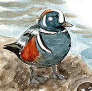 Harlequin Duck