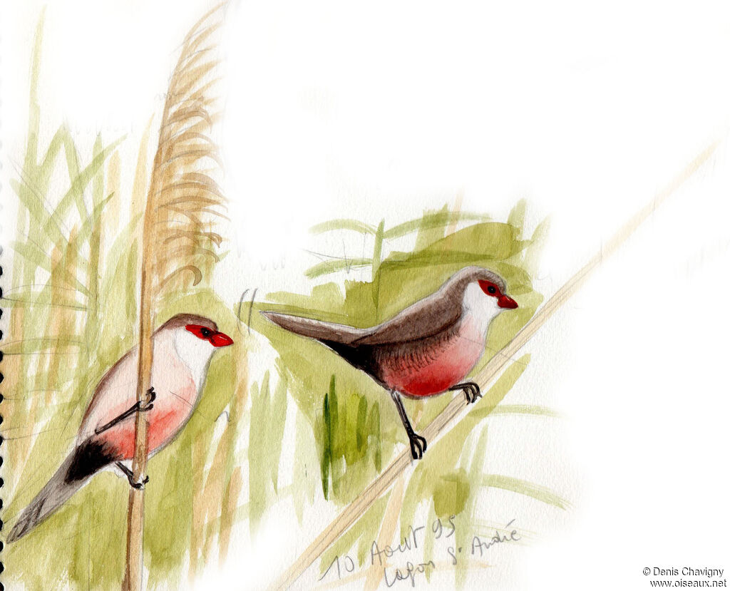 Common Waxbill, habitat