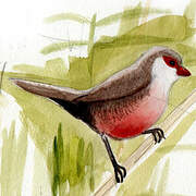 Common Waxbill