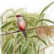 Common Waxbill