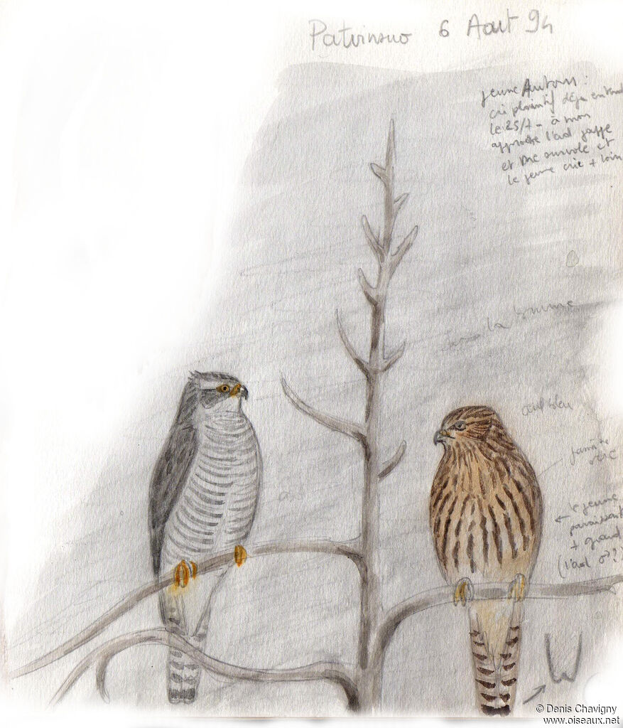 Eurasian Goshawk male juvenile