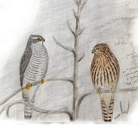 Northern Goshawk