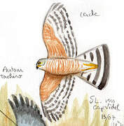 African Goshawk