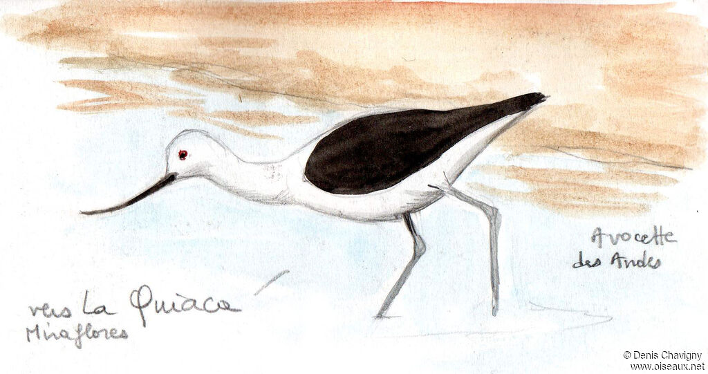 Avocette des Andes, identification, marche