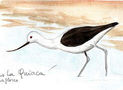 Avocette des Andes