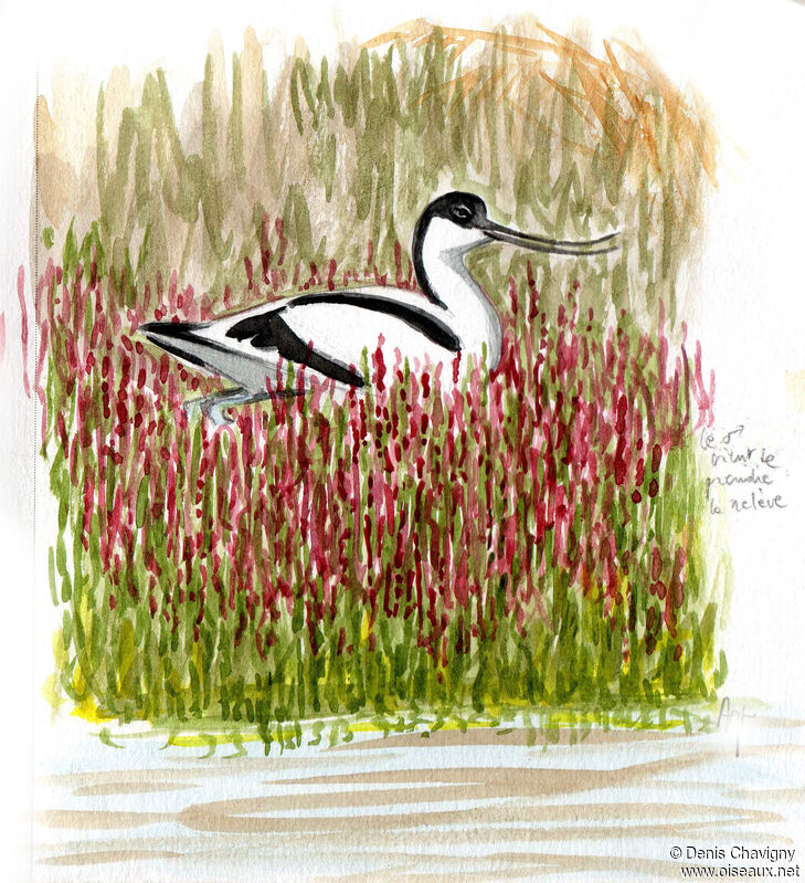 Pied Avocet male, identification, Reproduction-nesting