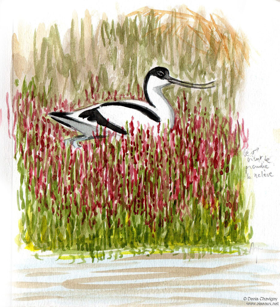 Pied Avocet male, identification, Reproduction-nesting