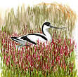 Avocette élégante