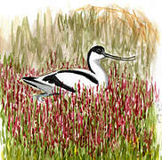 Pied Avocet