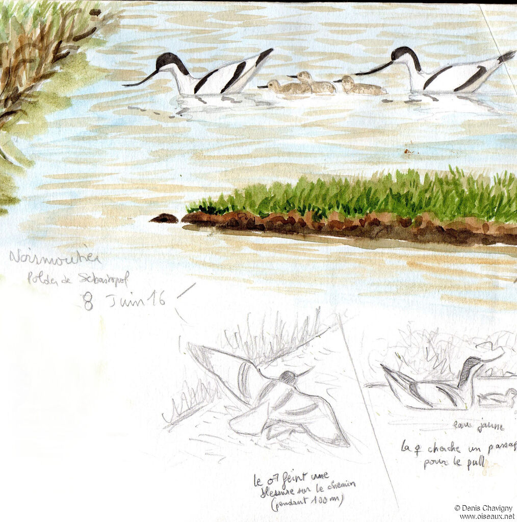 Pied Avocet, habitat, swimming