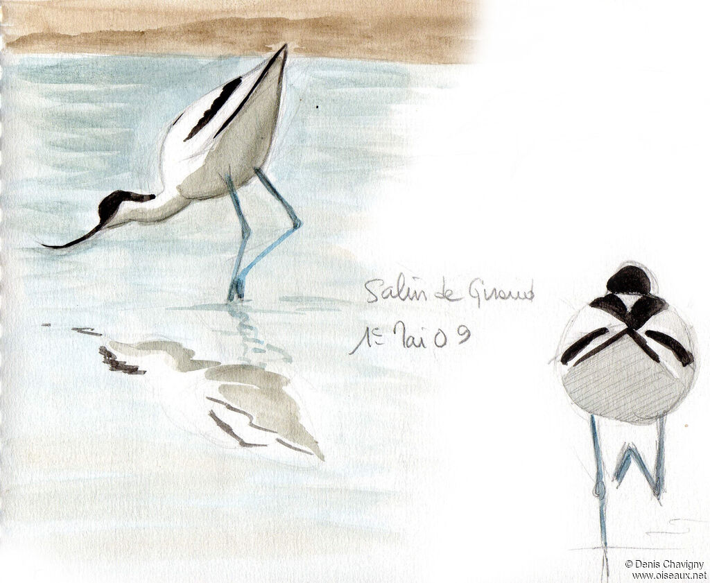 Avocette élégante, mange