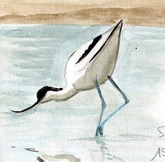 Avocette élégante