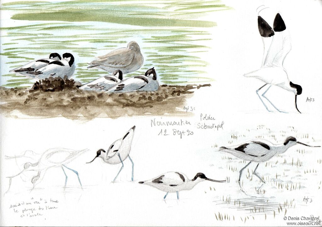 Avocette élégante