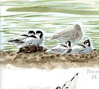 Pied Avocet