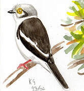 White-crested Helmetshrike