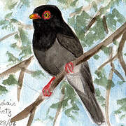 Retz's Helmetshrike