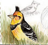 Crested Barbet