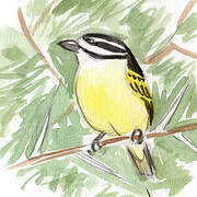 Yellow-rumped Tinkerbird