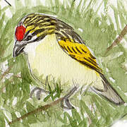 Red-fronted Tinkerbird