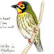 Coppersmith Barbet