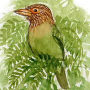 Brown-headed Barbet