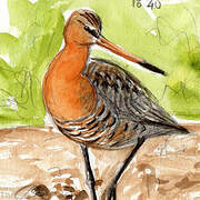 Black-tailed Godwit