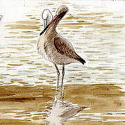 Black-tailed Godwit