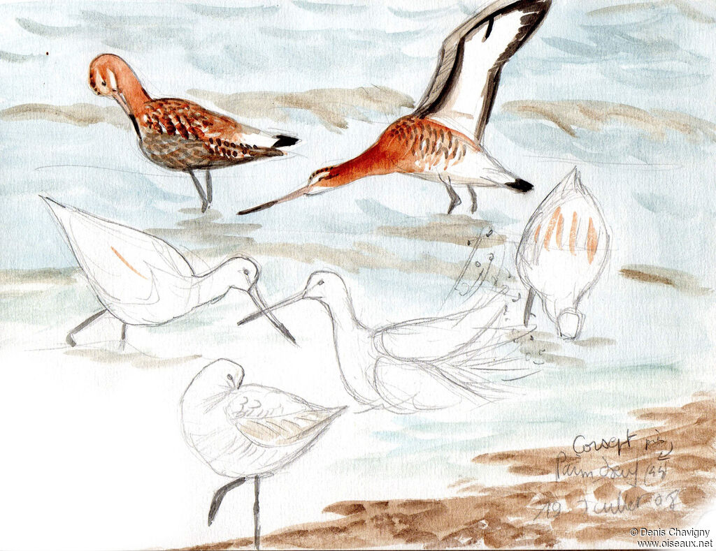 Black-tailed Godwit, habitat, care