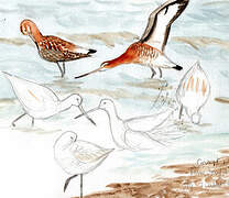 Black-tailed Godwit