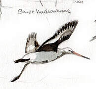 Hudsonian Godwit