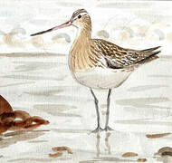 Bar-tailed Godwit